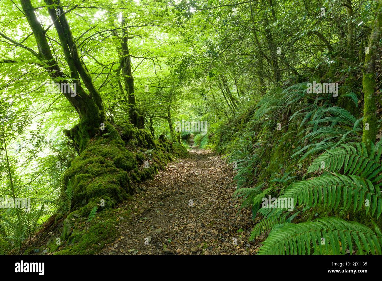 A footpath through a broadleaf woodland at Heale Wood in the Heddon Valley in the Exmoor National Park, North Devon, England. Stock Photo