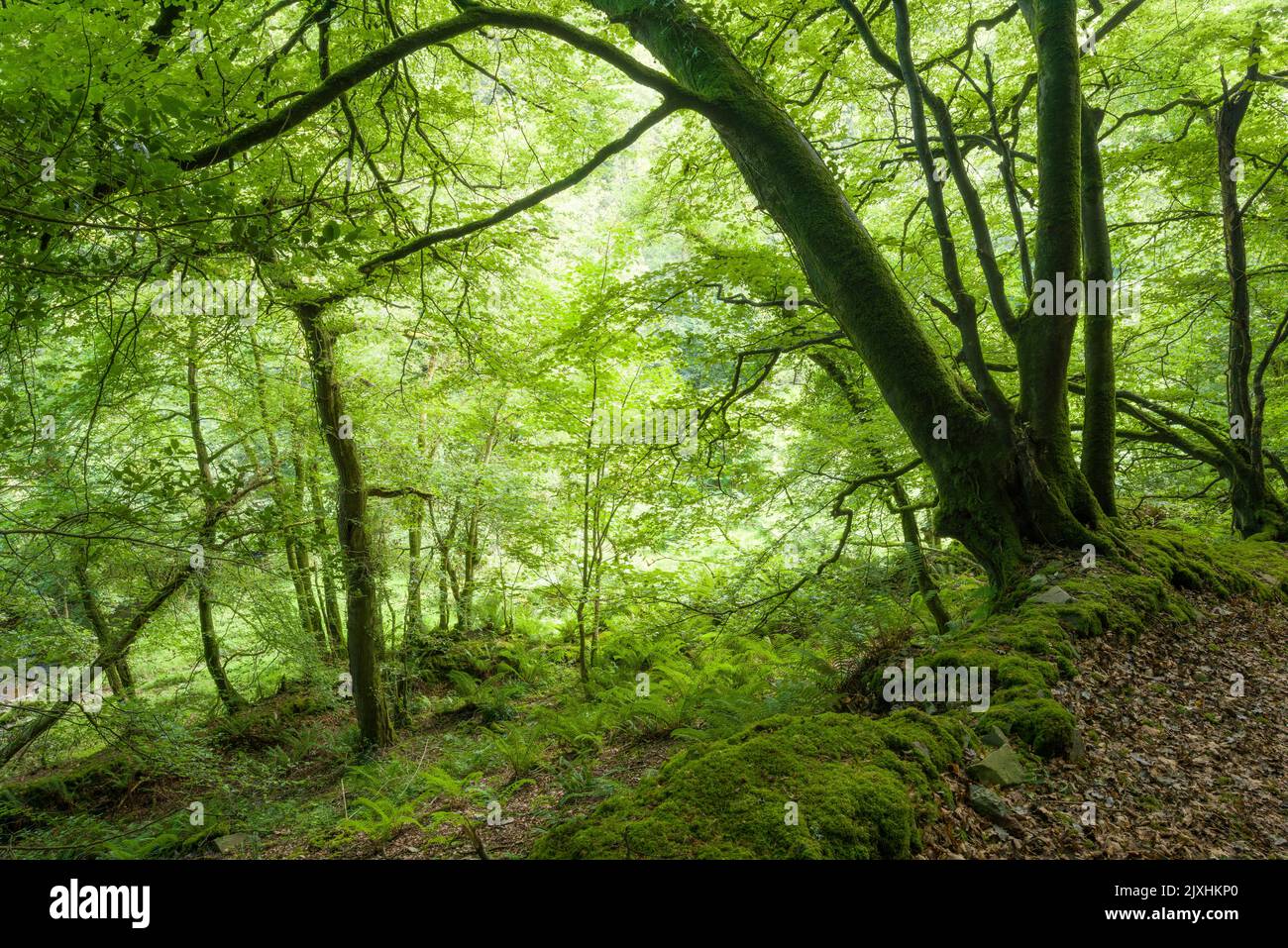 A broadleaf woodland at Heale Wood in the Heddon Valley in the Exmoor National Park, North Devon, England. Stock Photo