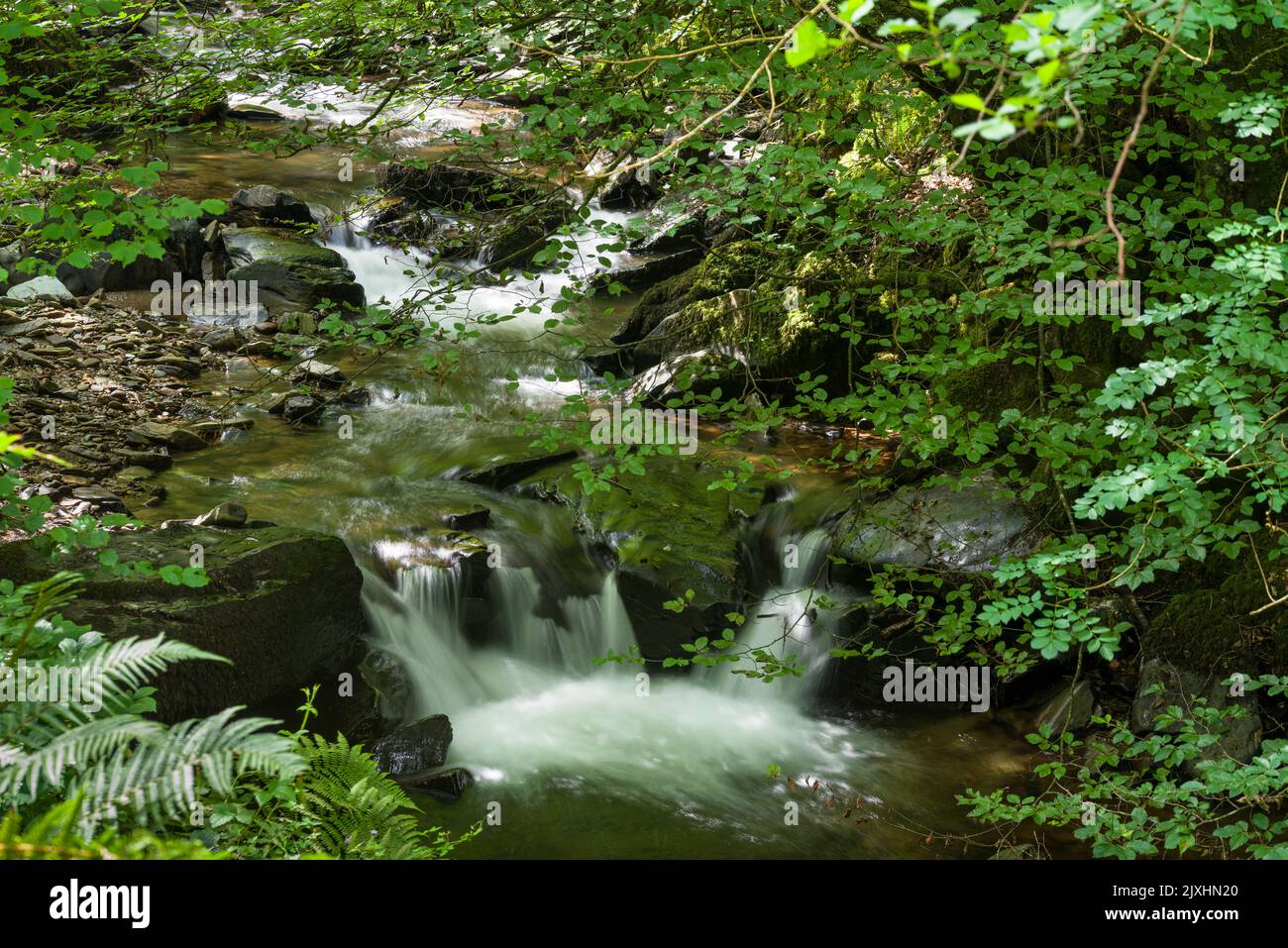 The River Heddon cascading over rocks in woodland in the Exmoor National Park, North Devon, England. Stock Photo