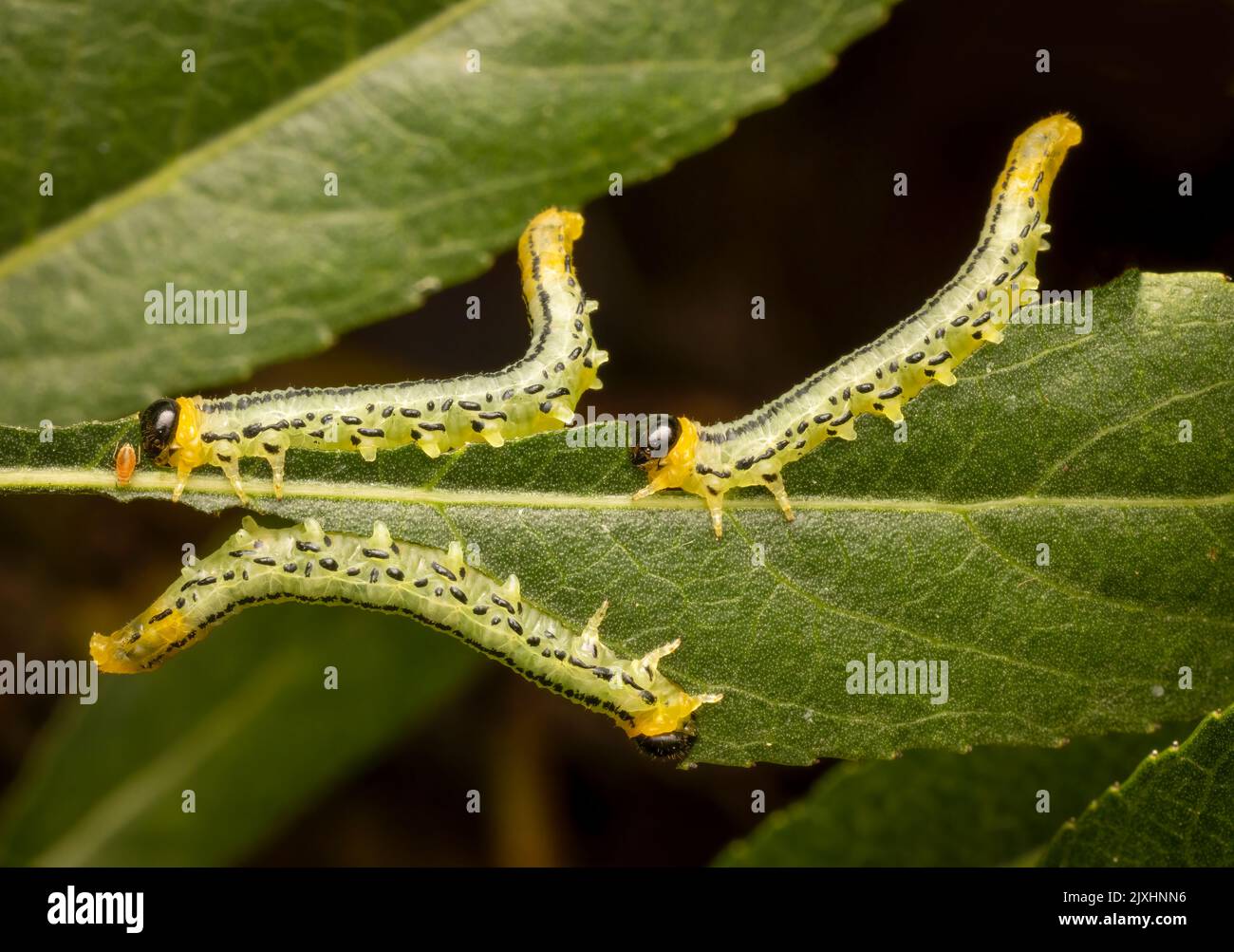 Gregarious caterpillars of the sawfy species, Nematus miliaris, eating Willow leaves Stock Photo