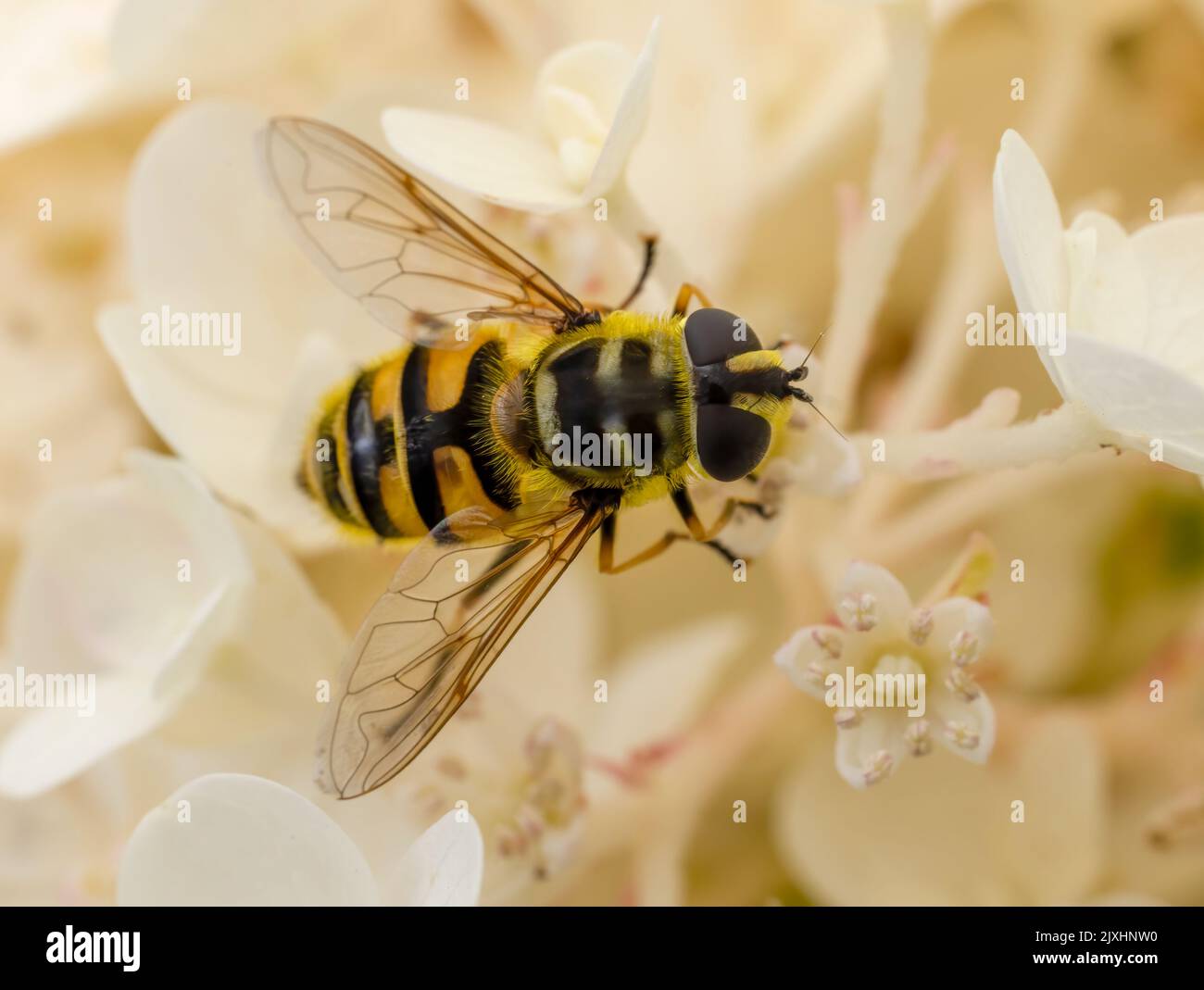 A black and yellow hover fly, on a white Hydrangea flower Stock Photo