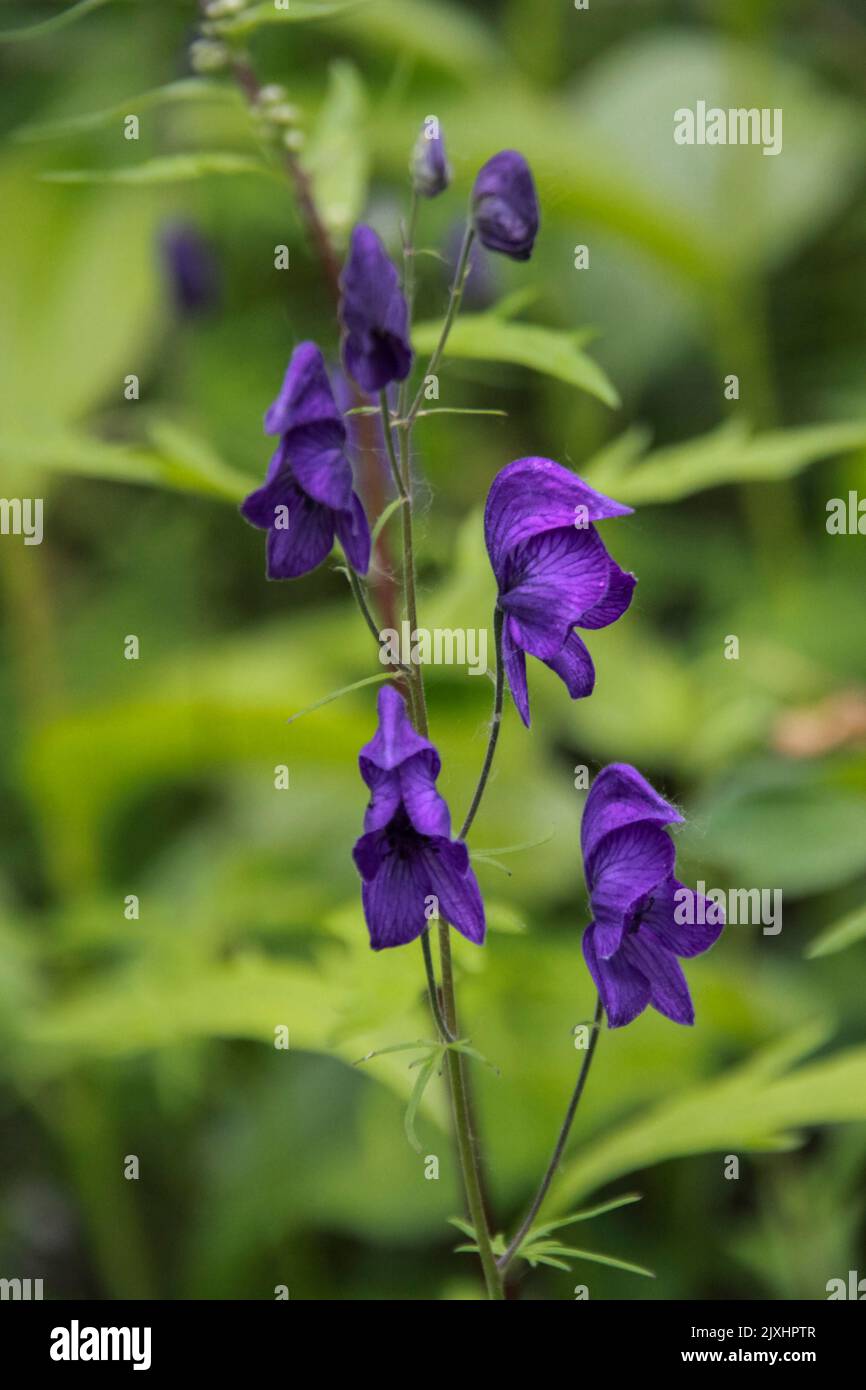 Purple wildflower, Photographed in Alaska Stock Photo Alamy