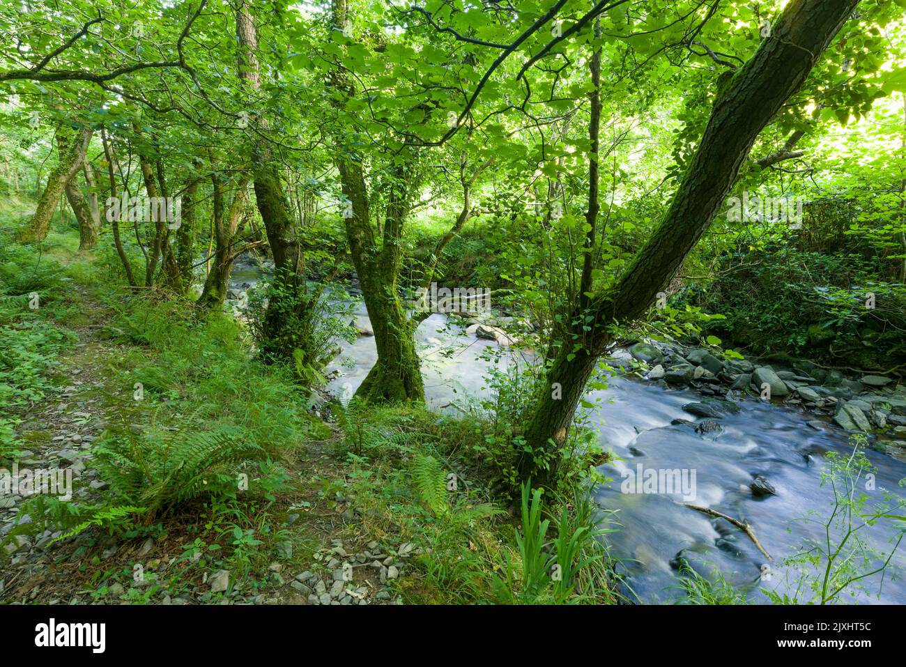 The River Heddon in summer in the Exmoor National Park, North Devon, England. Stock Photo