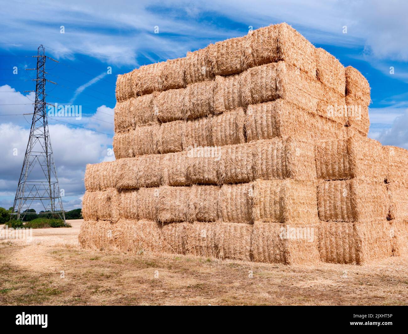 It's just after harvest time. Seen in a corn field just outside my home ...