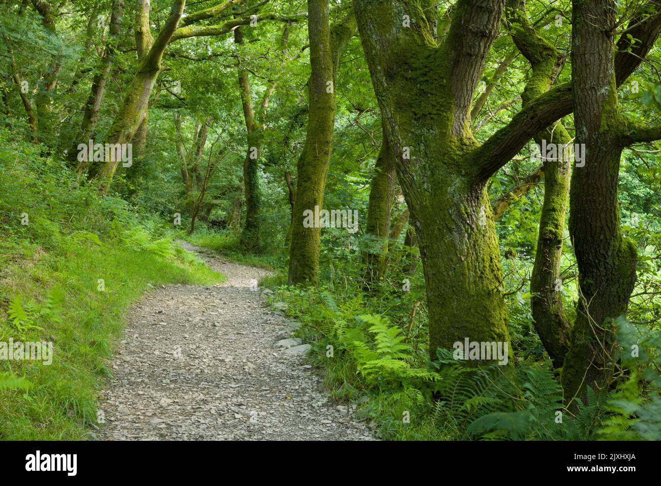 The South West Coast Path in the Heddon Valley in the Exmoor National Park, North Devon, England. Stock Photo