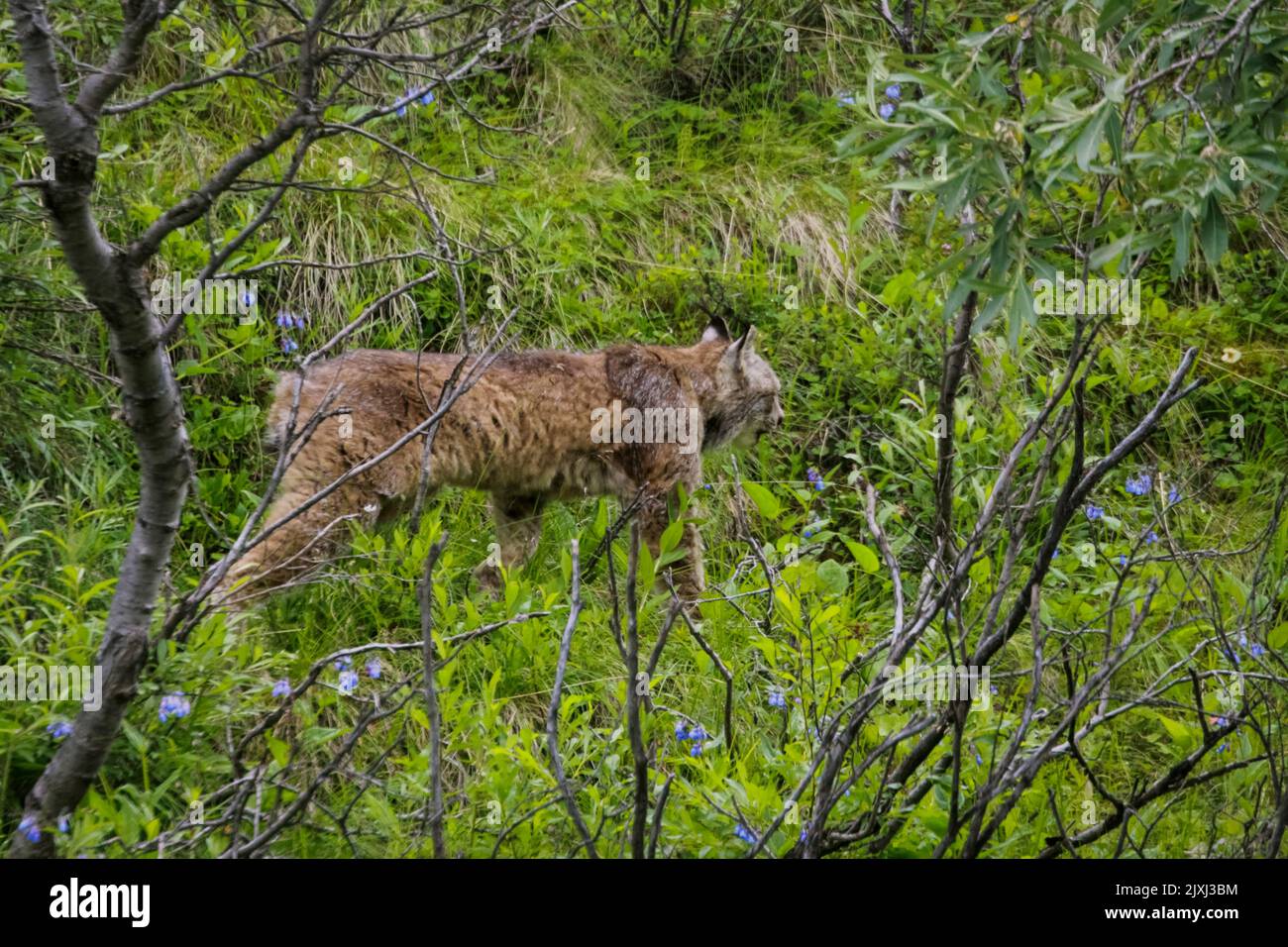 Canadian Lynx, (Felis canadensis) in August Photographed at Denali