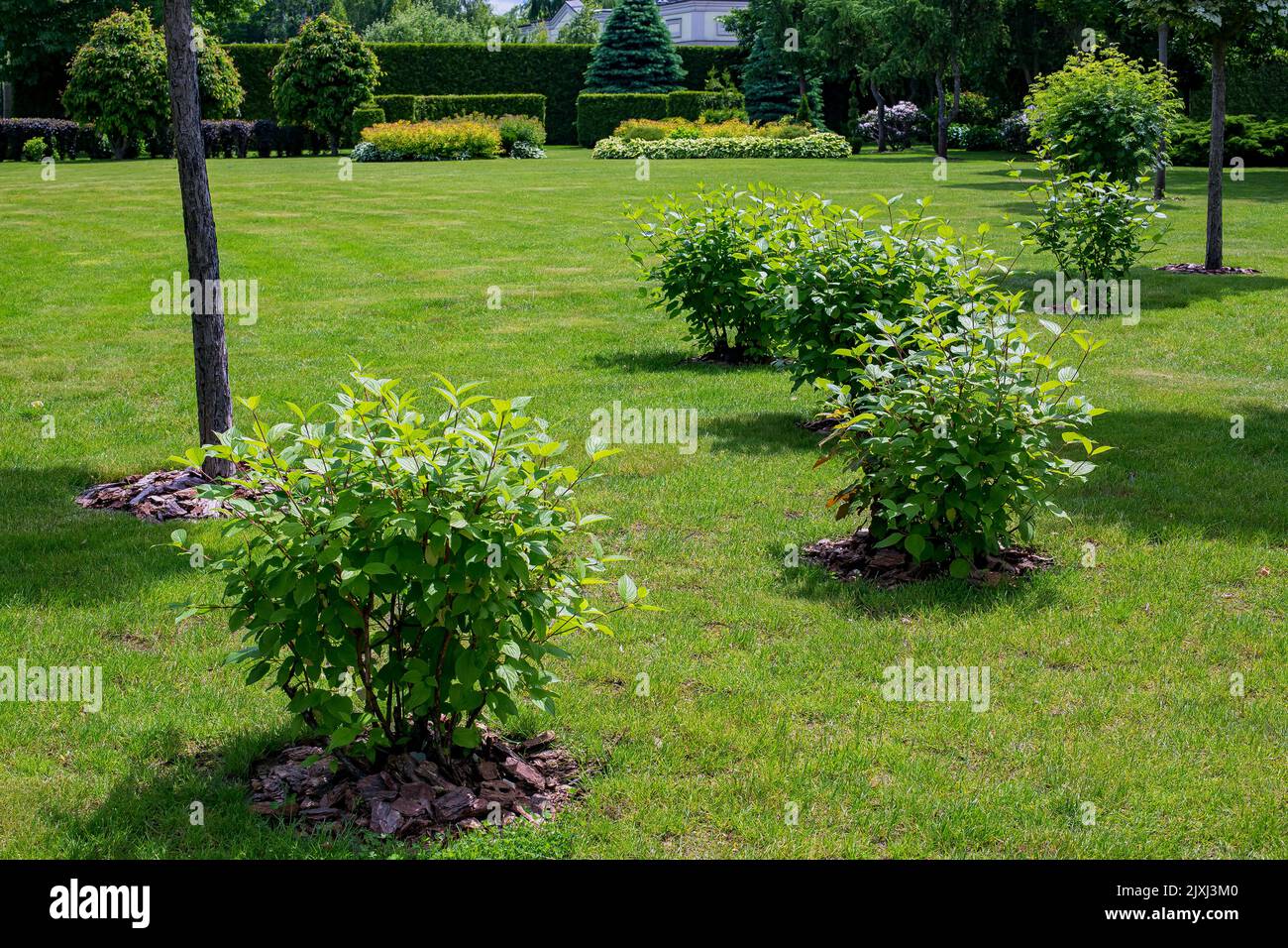 green deciduous bushes with mulching in backyard garden bed, landscaped park with mulching plants and meadow lawn in summer park with different plants Stock Photo