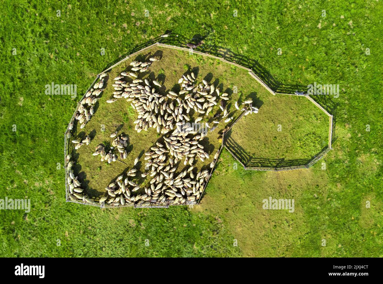 An aerial view of a fenced flock of sheep grazing on green grass Stock ...