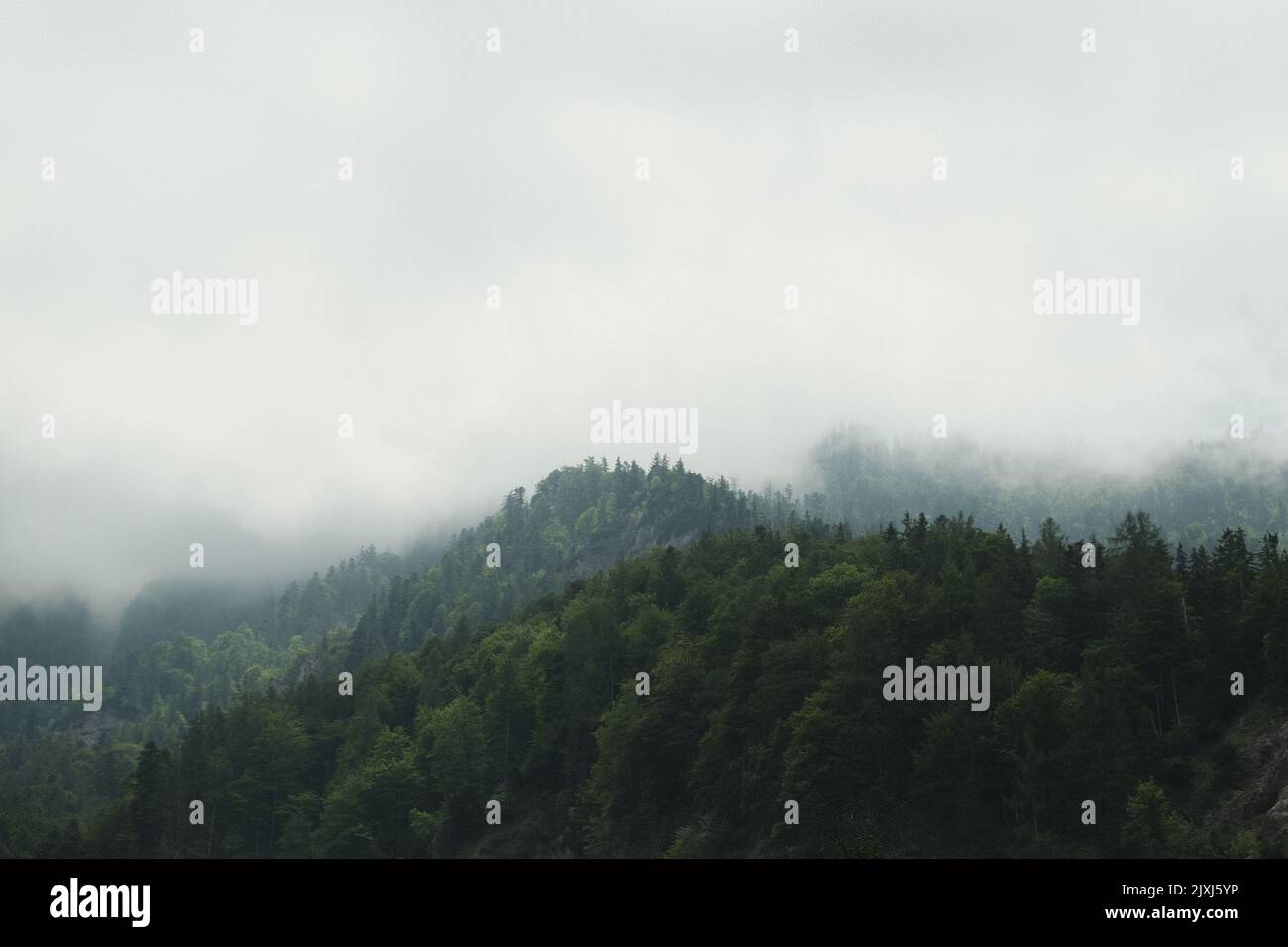 A scenic shot of a forest on mountains covered in fog Stock Photo - Alamy