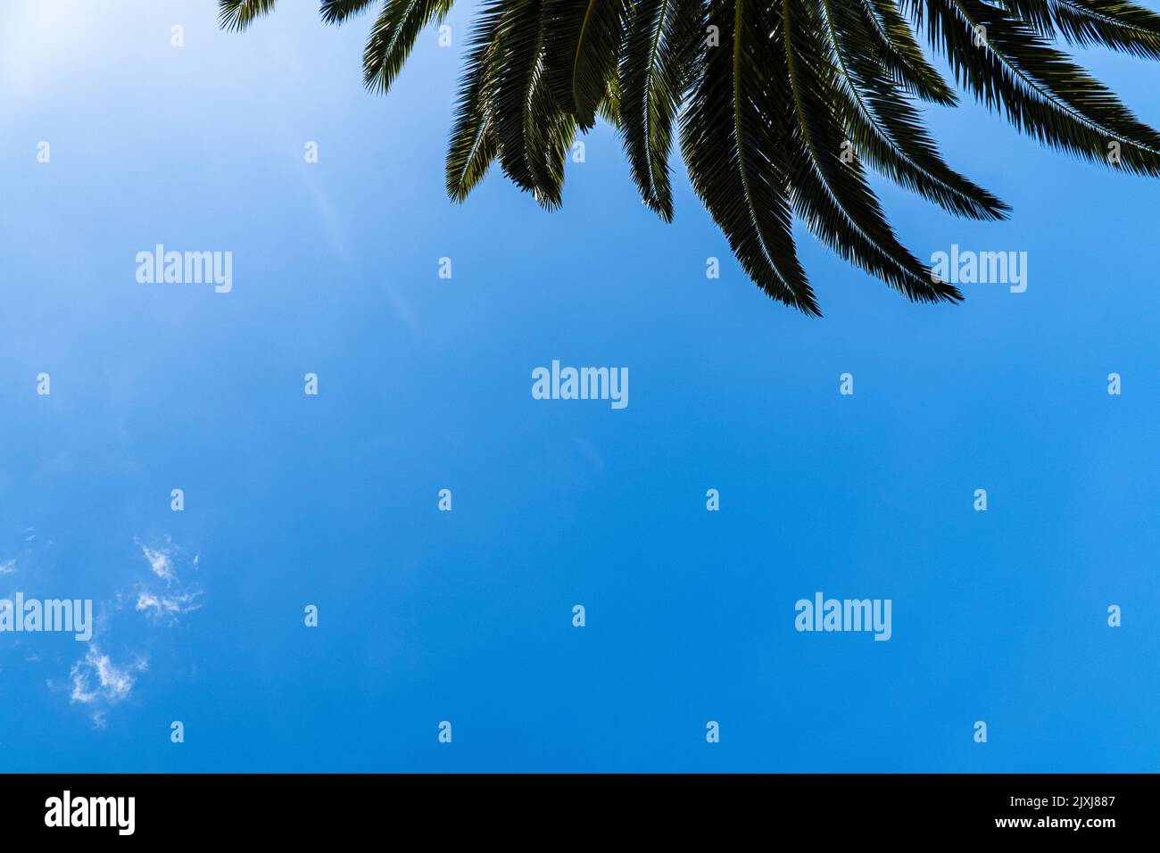 The palm tree leaves against the background of the blue sky Stock Photo ...