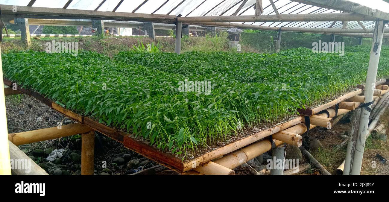 sowing seeds. seeding in greenhouse. seeding plants greenhouse. seeding
