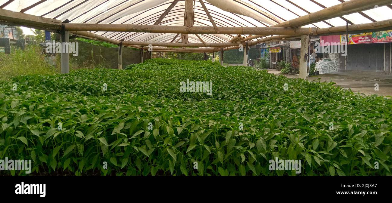 sowing seeds. seeding in greenhouse. seeding plants greenhouse. seeding