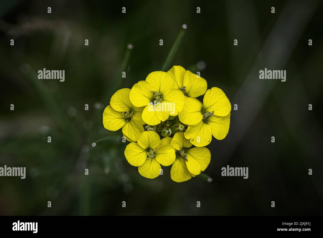 A closeup shot of yellow erysimum capitatum flowers Stock Photo