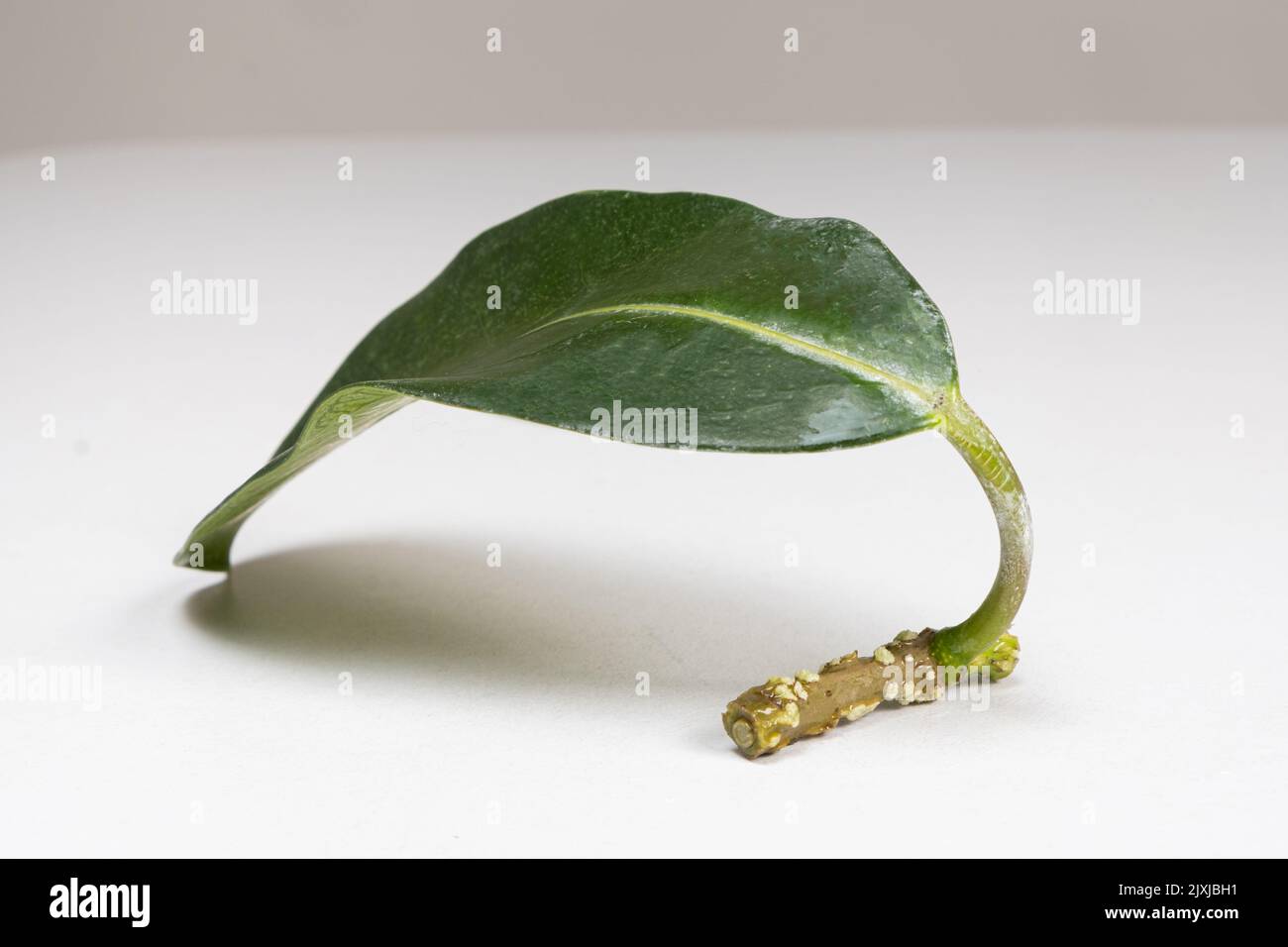 Jasmine cuttings have taken root before planting in the ground