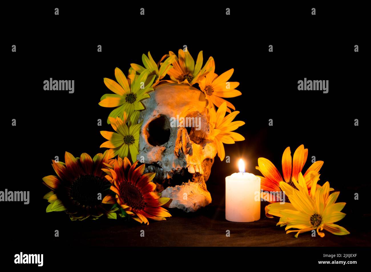 human skull with sunflowers and candle for day of the dead on black Stock Photo