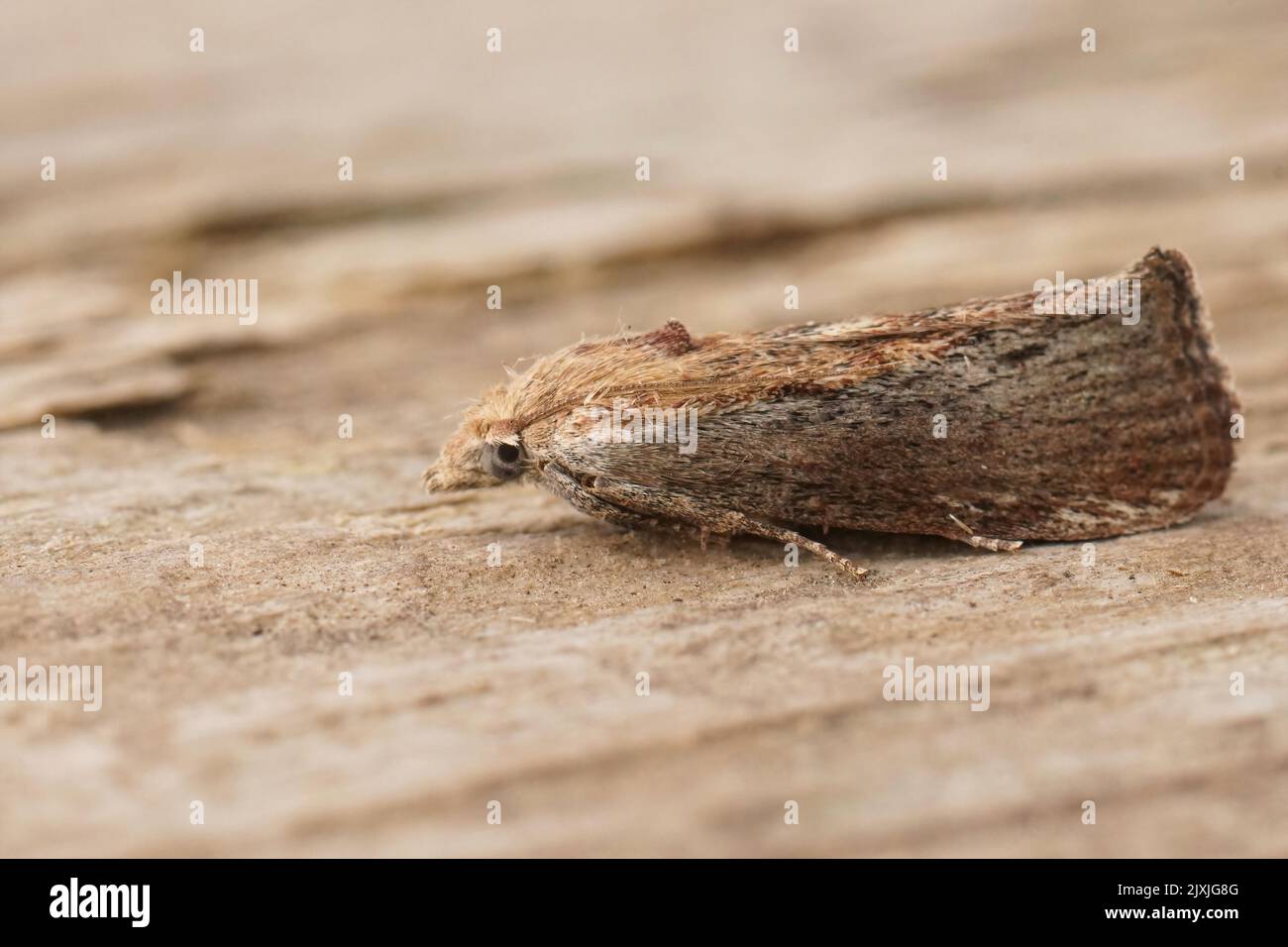 Closeup on a Mediterranean greater wax or honeycomb moth, Galleria mellonella sitting on wood , which parasites honeybee nests Stock Photo