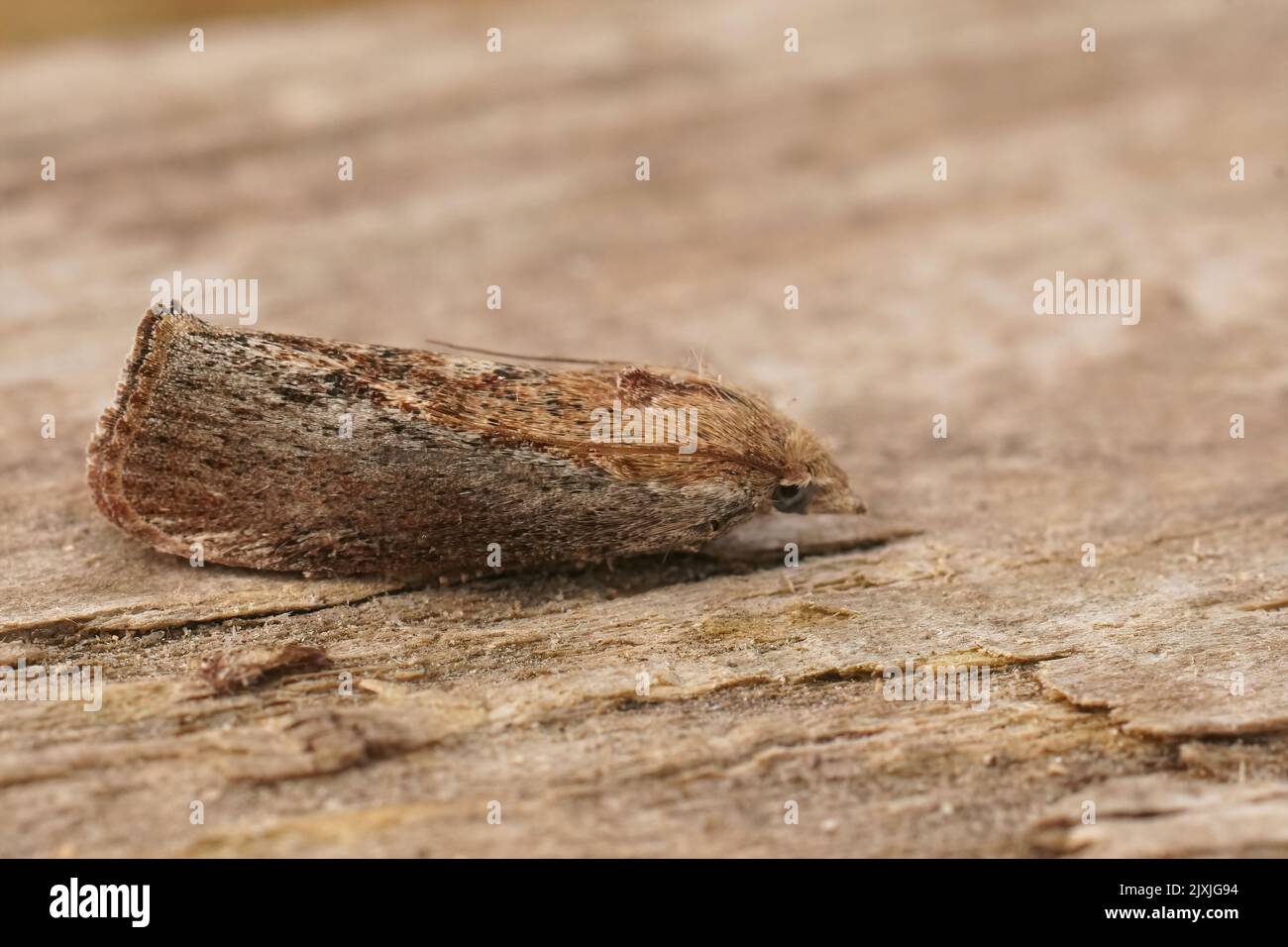 Closeup on a Mediterranean greater wax or honeycomb moth, Galleria mellonella sitting on wood, which parasites honeybee nests Stock Photo