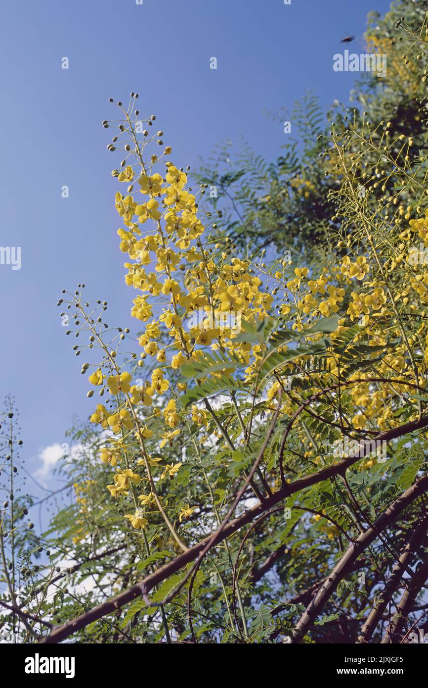 Mysore thorn in full blooming, caesalpinia decapetala, Fabaceae Stock Photo