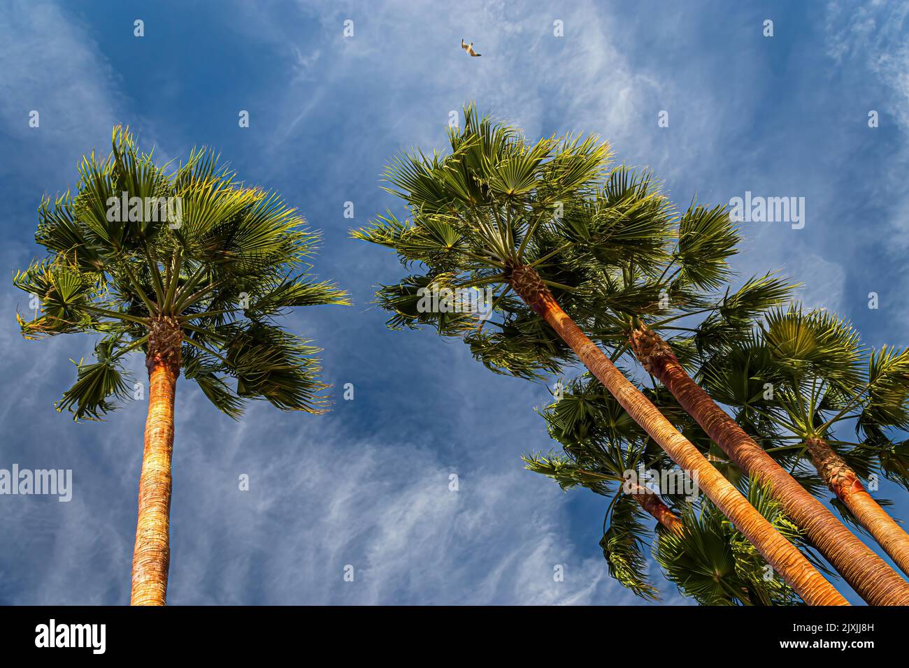 A low angle shot of palm trees against a blue sky with thin clouds ...