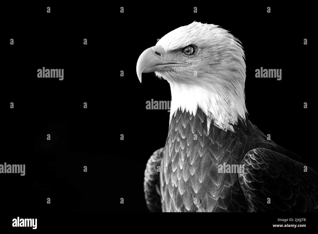Closeup bald eagle Black and White Stock Photos & Images - Alamy