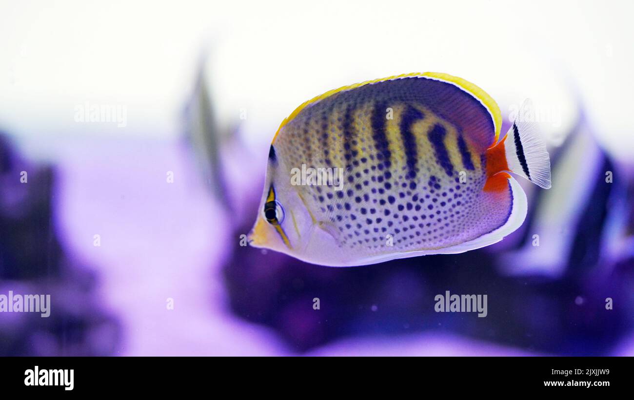 The spot-banded butterflyfish or spotband butterflyfish is a species of marine ray-finned fish. Stock Photo