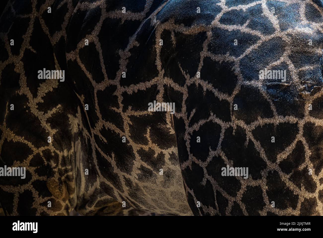 A CLOSE UP OF THE PATTERNED HIDE OF A LARGE GIRAFFE Stock Photo