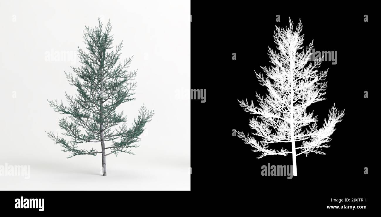 3d illustration of Cedrus atlantica glauca fastigiata tree isolated on white and its mask Stock Photo
