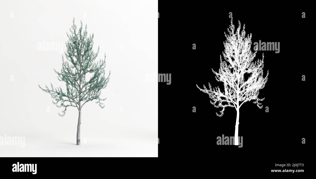 3d illustration of Cedrus atlantica glauca fastigiata tree isolated on white and its mask Stock Photo