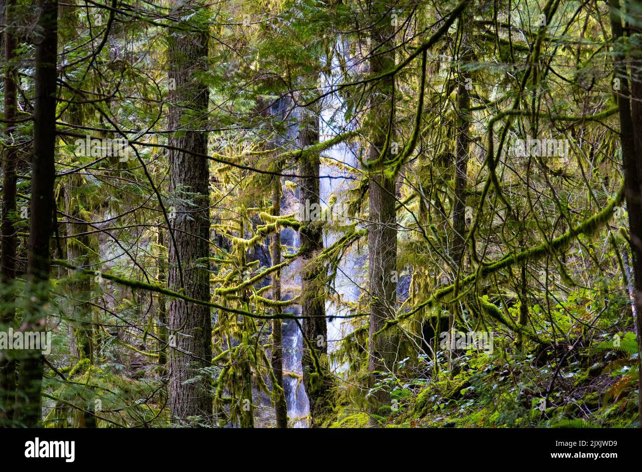 Thick tropical rainforest hi-res stock photography and images - Alamy
