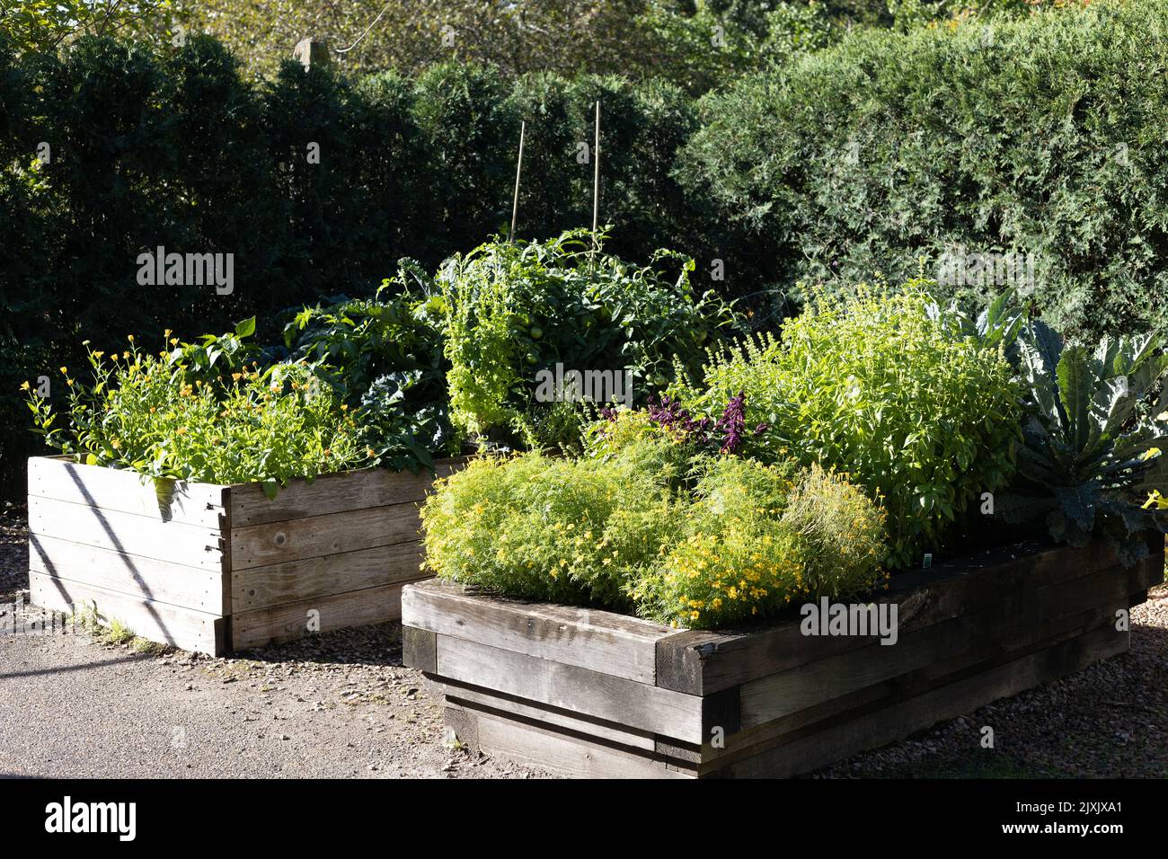 Flowers and vegetables growing together in raised beds. Stock Photo