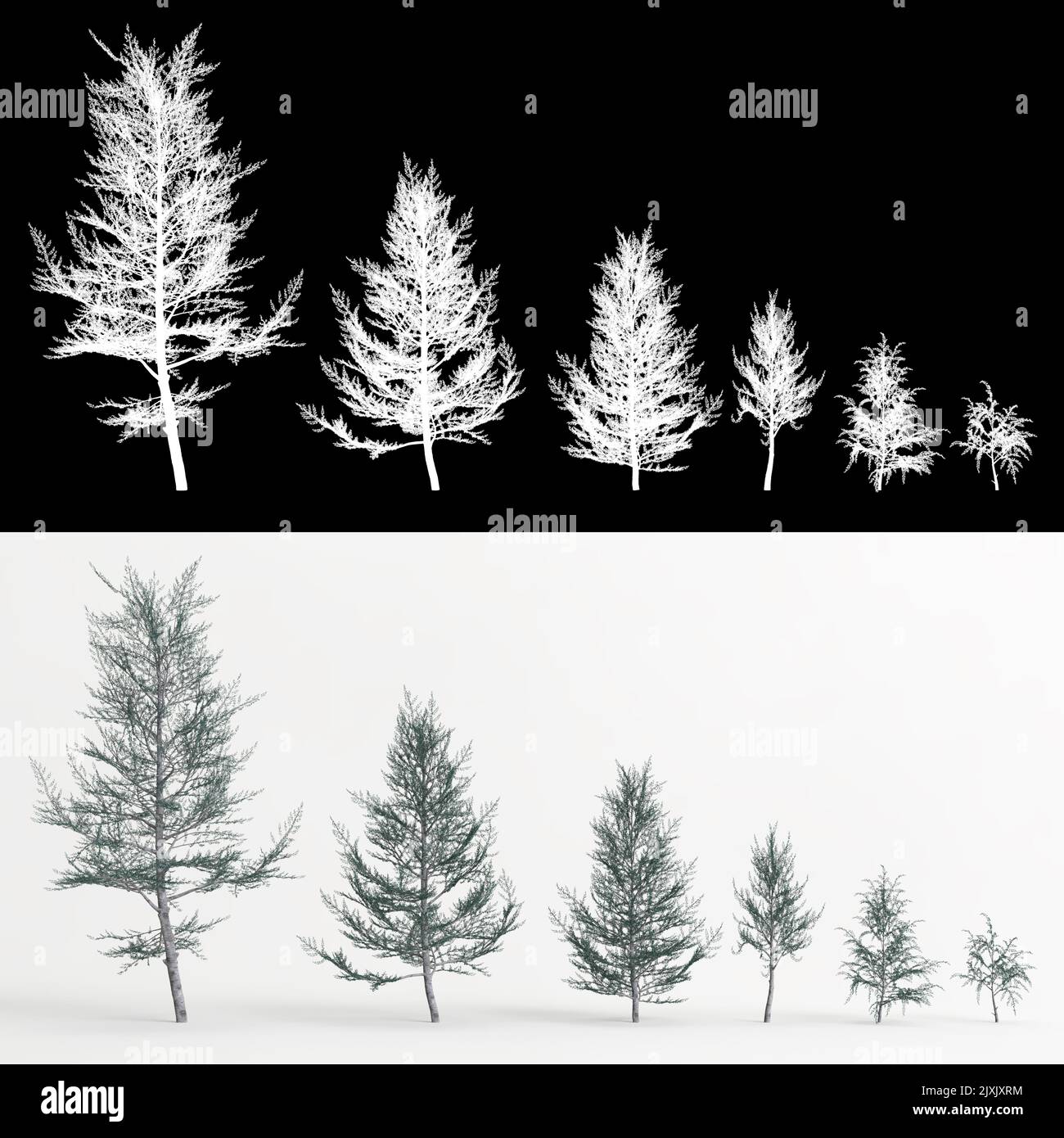3d illustration of set Cedrus atlantica glauca fastigiata tree isolated on white and its mask Stock Photo