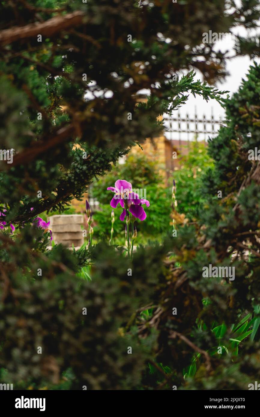A purple flower plant in the garden Stock Photo - Alamy