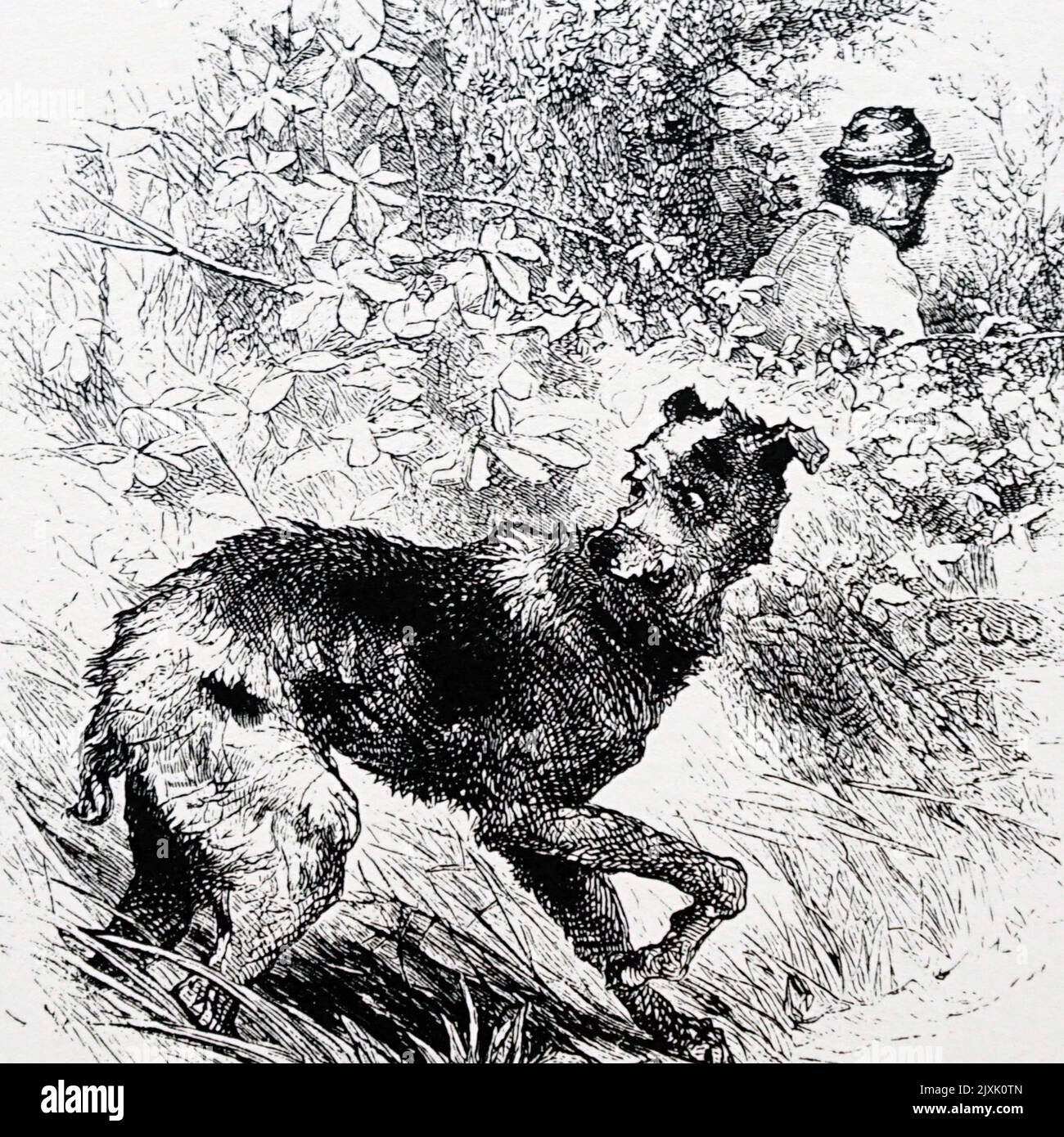 Cartoon depicting a poacher with his lurcher. Illustrated by Charles
