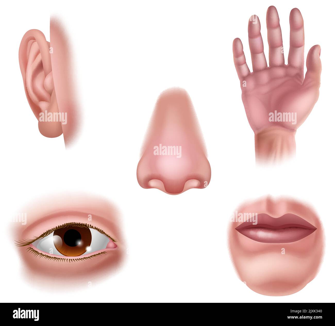 Five Senses Human Body Part Organs Icons Stock Vector Image & Art - Alamy