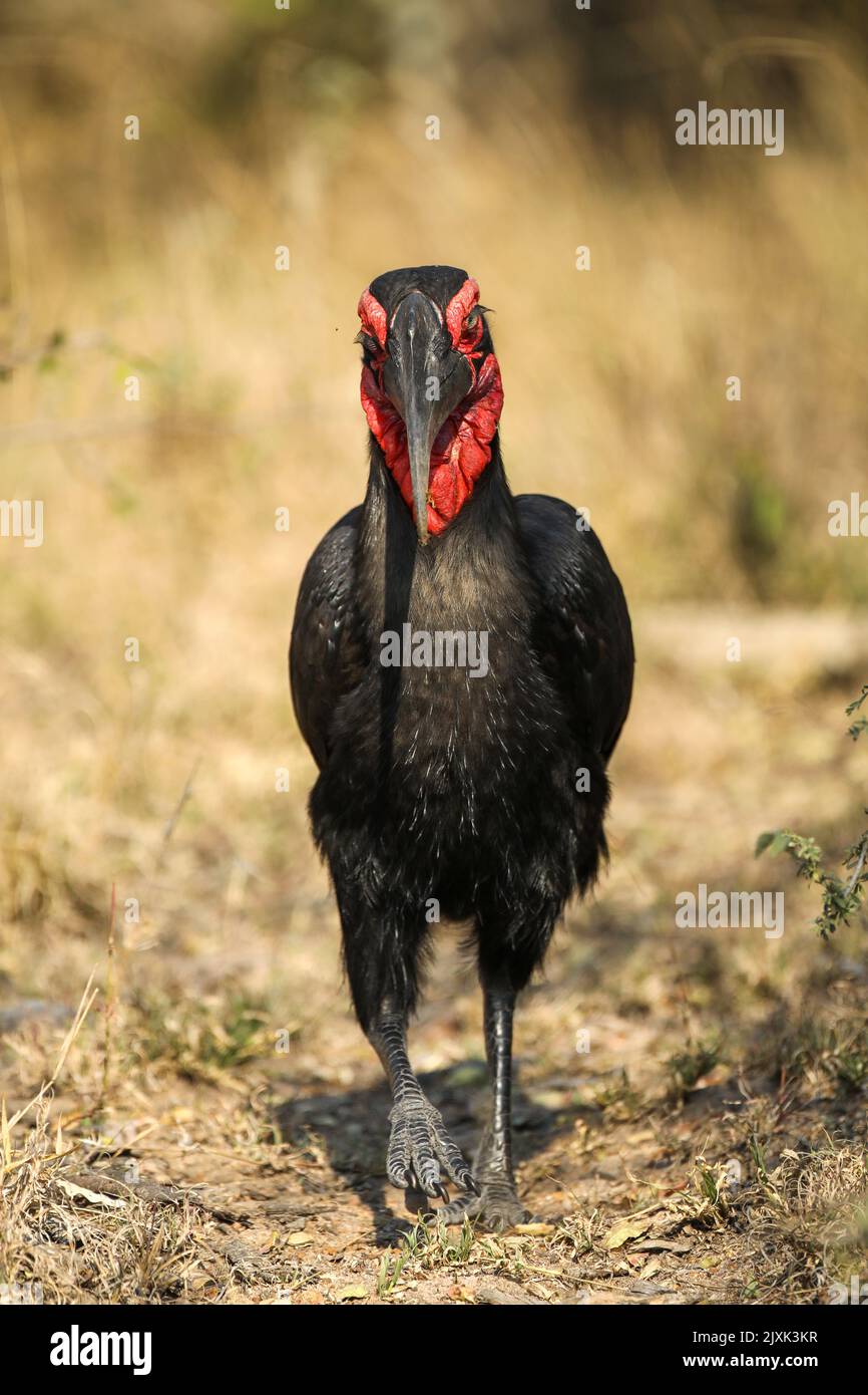 Southern Ground Hornbill in Kruger National Park Stock Photo