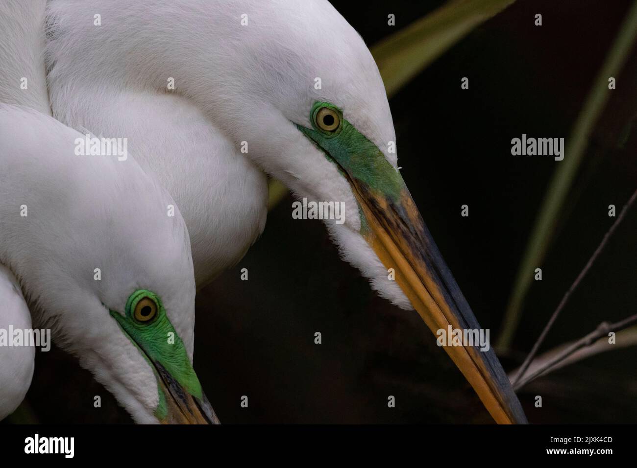 Close up portrait of two Great Egrets with bright green face patch of breeding season visible on both in St. Augustine, Florida Stock Photo