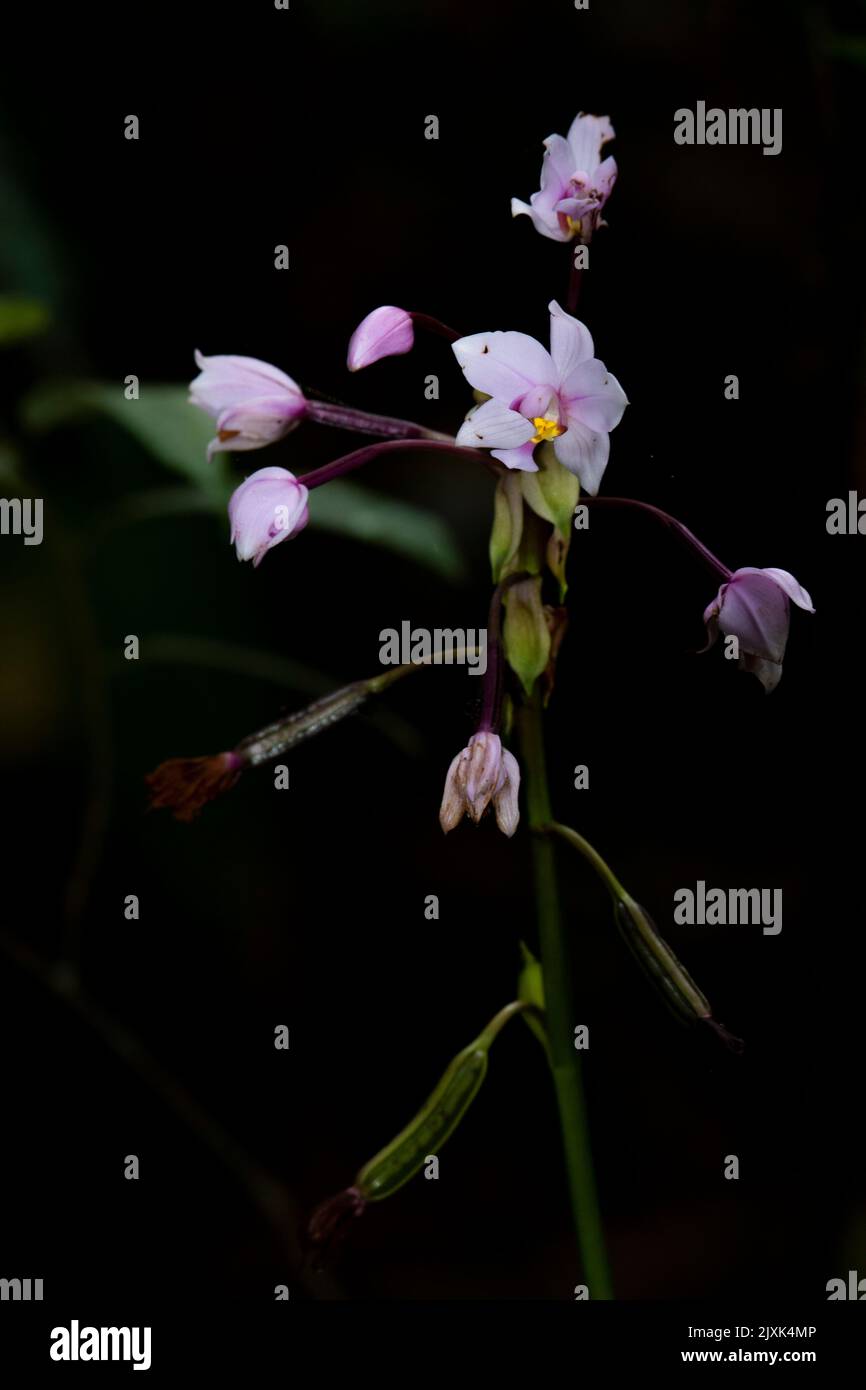 A vertical shot of a Phalaenopsis violacea with a dark background Stock Photo