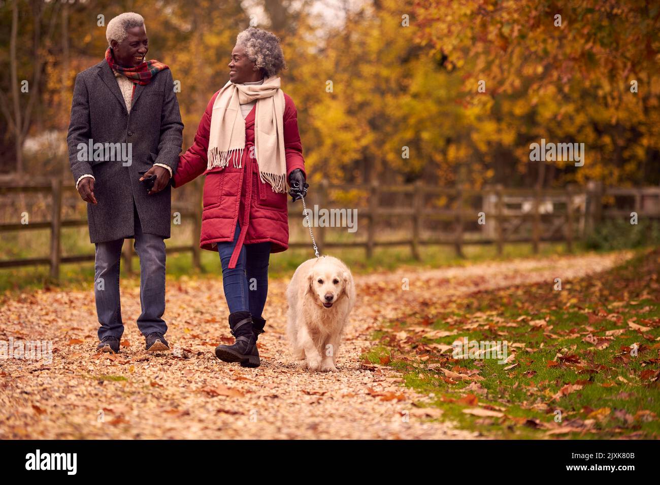 Senior golden retriever walking hi-res stock photography and images - Alamy