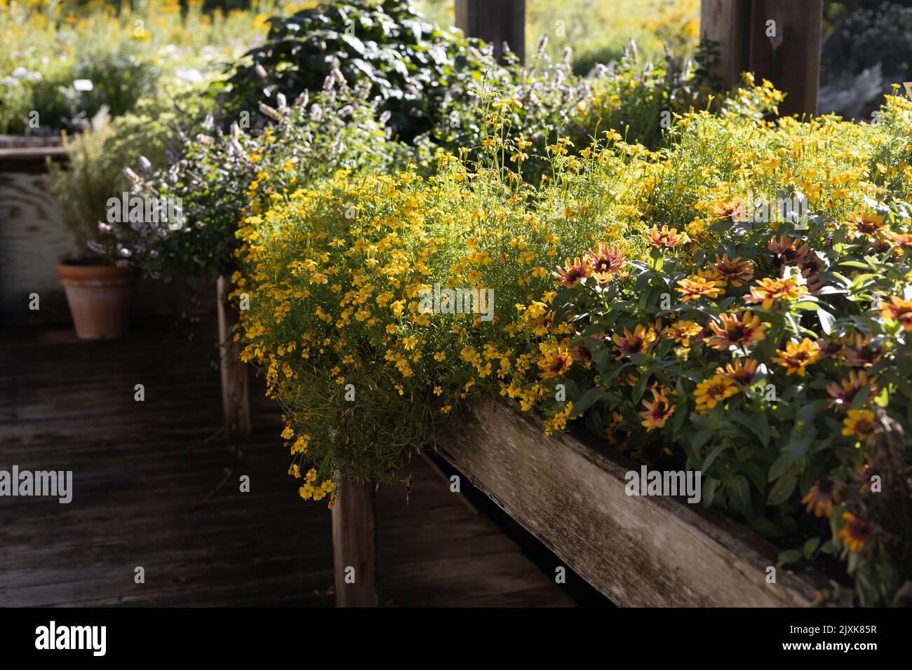 Elevated garden bed hi-res stock photography and images - Alamy