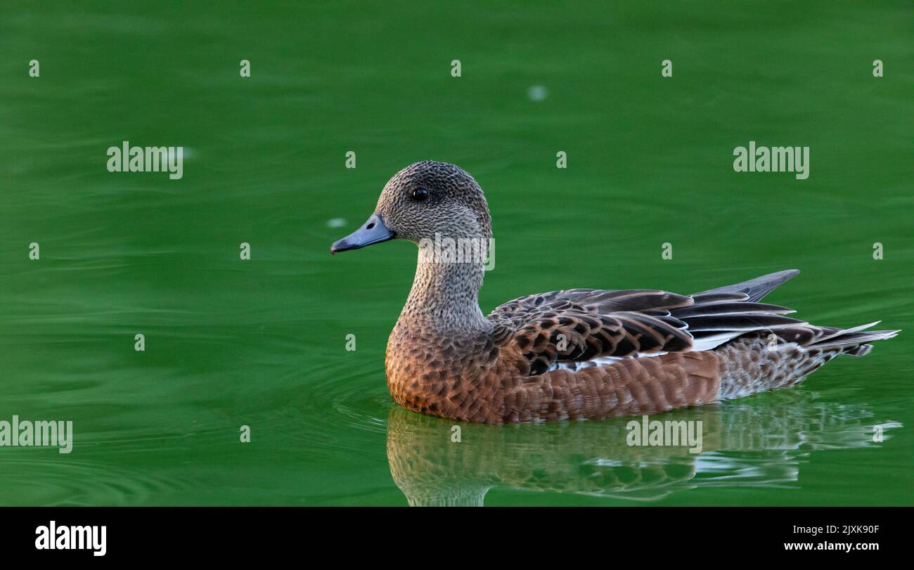 American wigeon female duck swims gently across across urban pond in Fort Lowell Park in Tucson, Arizona, United States Stock Photo