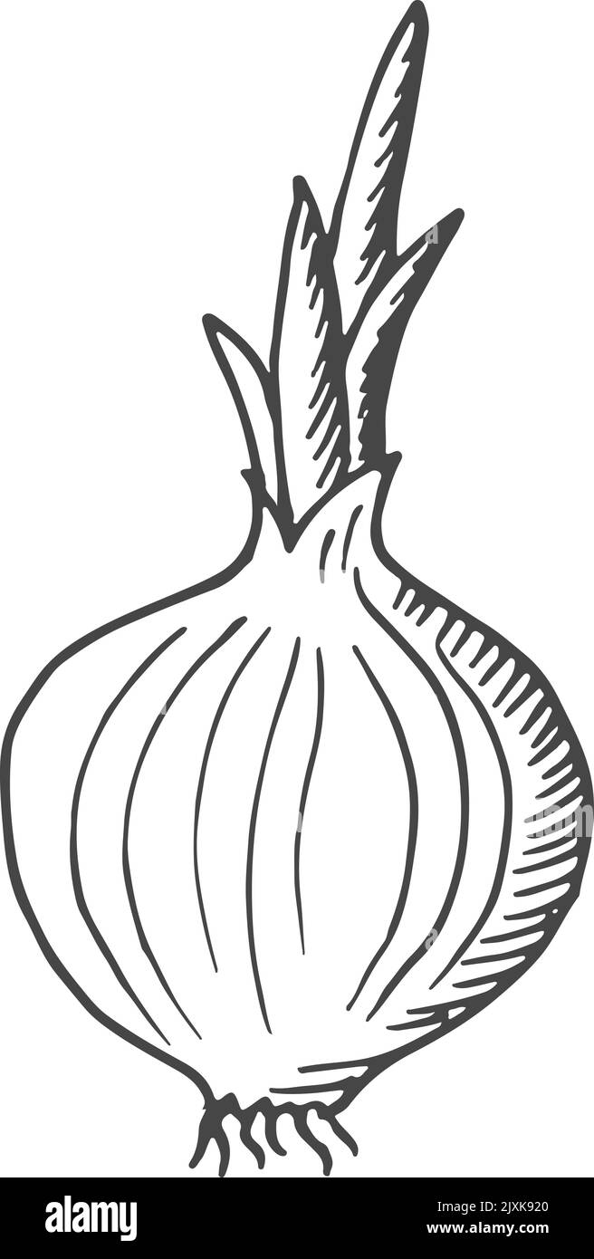 Onion bulb with fresh stalk. Growing plant sketch Stock Vector