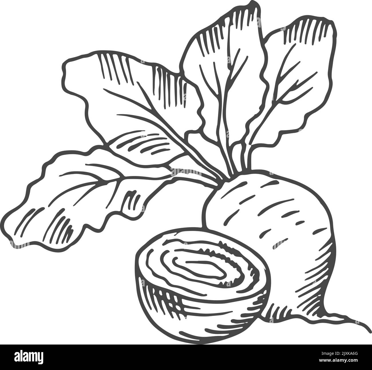 Beet root Black and White Stock Photos & Images - Alamy