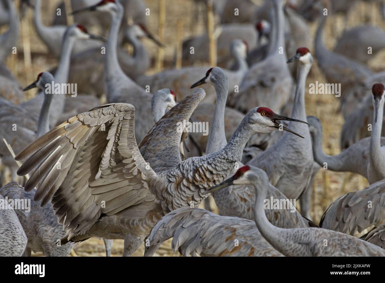 Sandhill crane opens wings, leans forward, opens beak, and squawks loudly in New Mexico flock at land and resource managed Bernardo Waterfowl Manageme Stock Photo