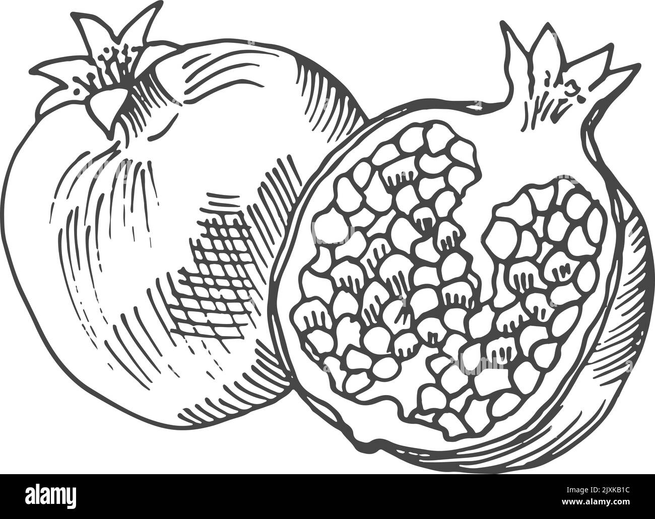 Pomegranate engraving. Whole fruit and half cut Stock Vector