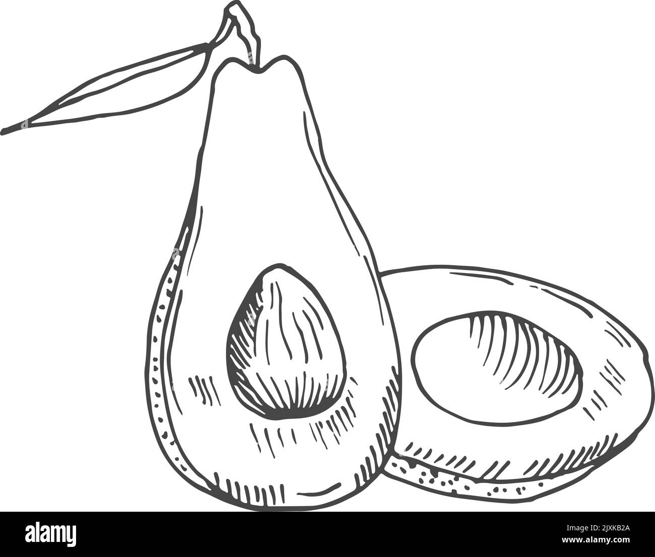 Avocado half cutted sketch. Healthy fruit engraving Stock Vector Image ...