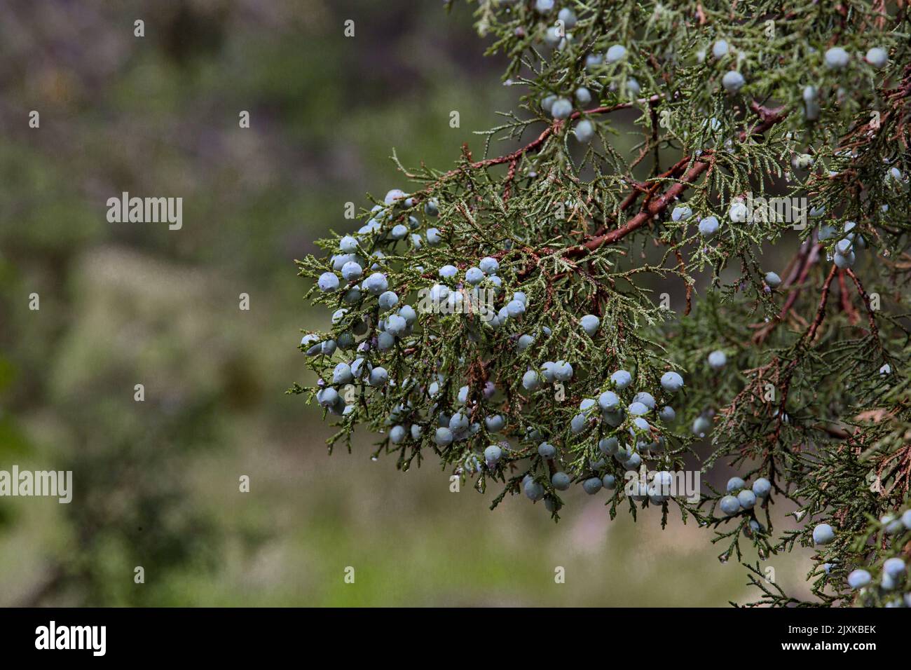 Natural richness in subtle blue green hues of juniper berries in selective focus with slope in bokeh background Stock Photo