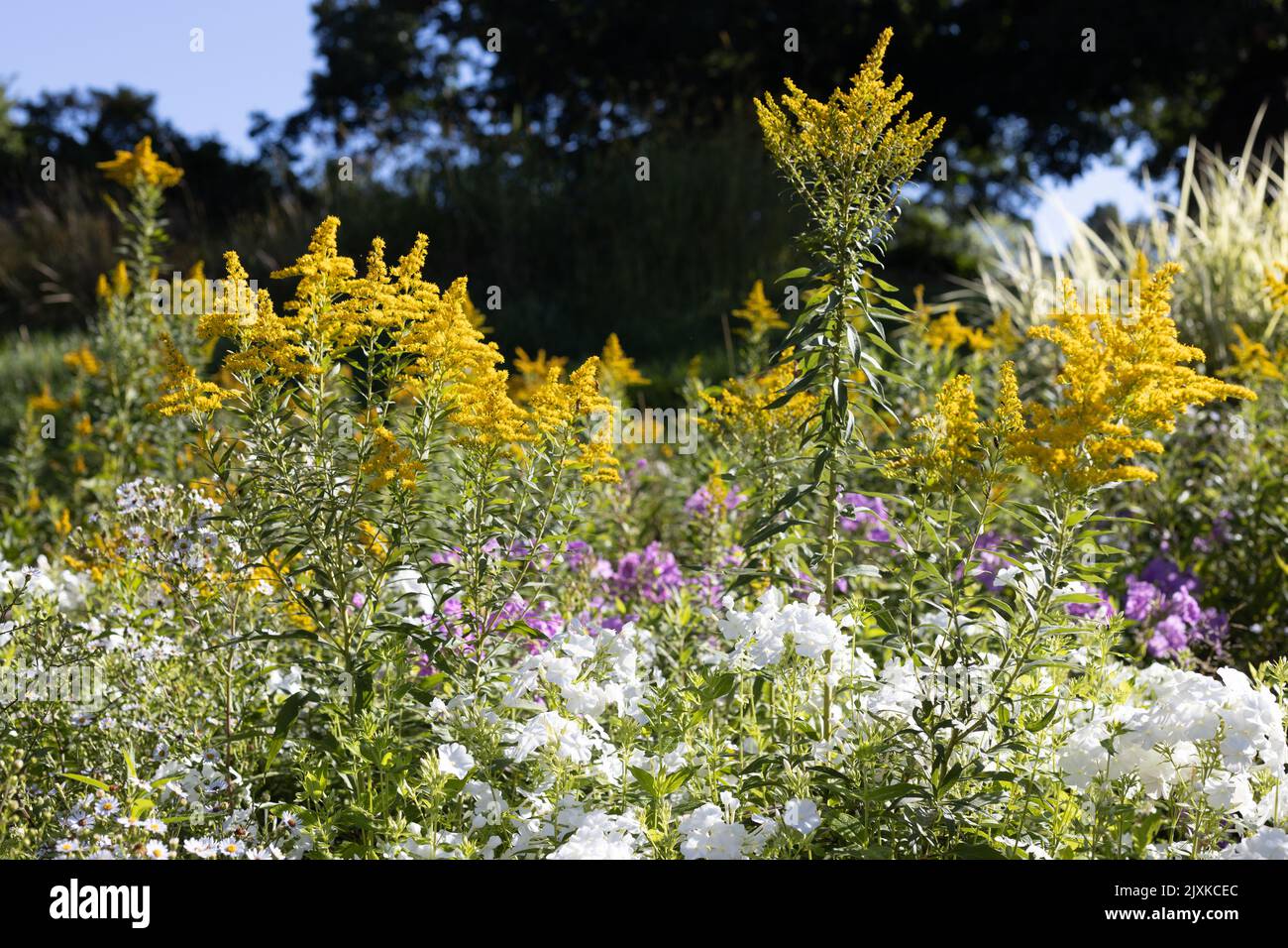 Phlox paniculata 'World Peace' and other flowers in a garden. Stock Photo