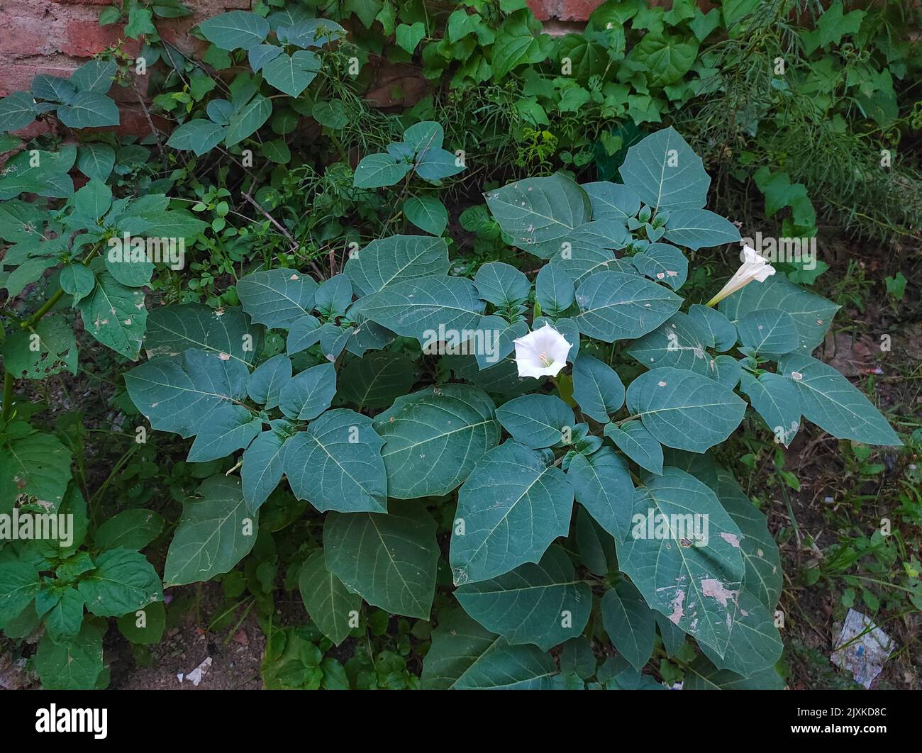 Safed Dhatura Prickly Burr Recurved Thorn Apple Downy Thorn apple Indian Apple Stinkweed Flower Plant Photo Selective Focus Stock Photo