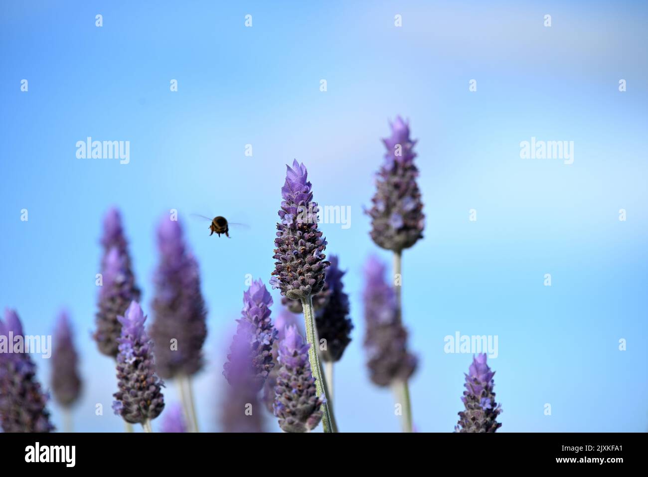 A shallow focus shot of a honeybee flying around lavender flowers in the field with blur background Stock Photo