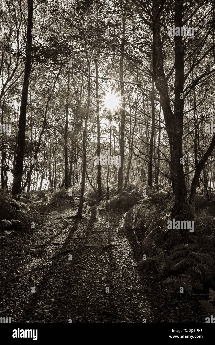 Sun through trees black and white hi-res stock photography and images -  Alamy, image size:867x1390